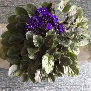 Meet your Posher, Carmen